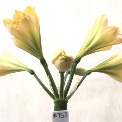 SH753 Mid peach Clivia miniata with dark green throat and strong chloroplasts