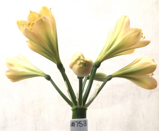 SH753 Mid peach Clivia miniata with dark green throat and strong chloroplasts