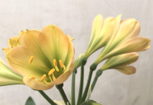 SH753 Mid peach Clivia miniata with dark green throat and strong chloroplasts - Image 2