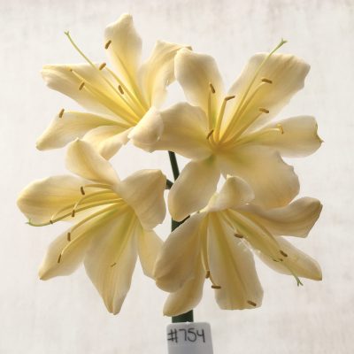 SH754 Cream Clivia miniata with twisting sepals and slight recurve