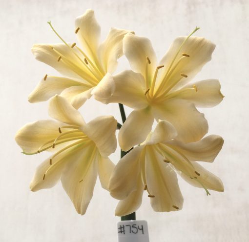 SH754 Cream Clivia miniata with twisting sepals and slight recurve