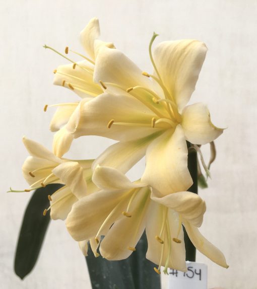 SH754 Cream Clivia miniata with twisting sepals and slight recurve - Image 2