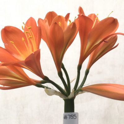 SH755 Mid to dark orange/red Clivia miniata
