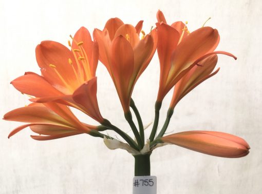 SH755 Mid to dark orange/red Clivia miniata