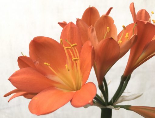 SH755 Mid to dark orange/red Clivia miniata - Image 2
