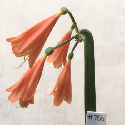 SH756 orange/red Clivia interspecific