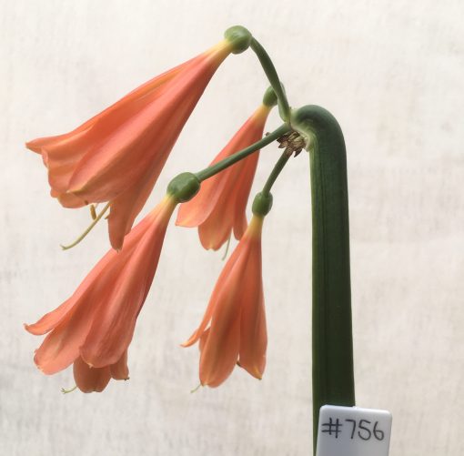 SH756 orange/red Clivia interspecific
