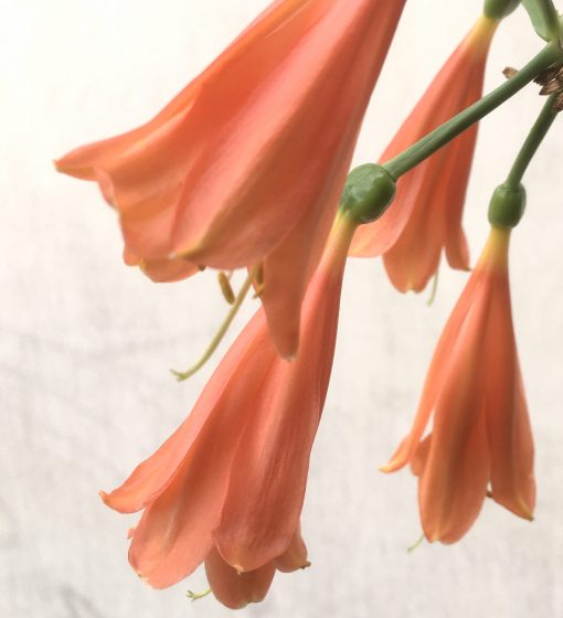 SH756 orange/red Clivia interspecific - Image 2