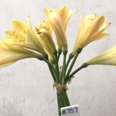SH757 Peachy cream Clivia miniata with mid green throat