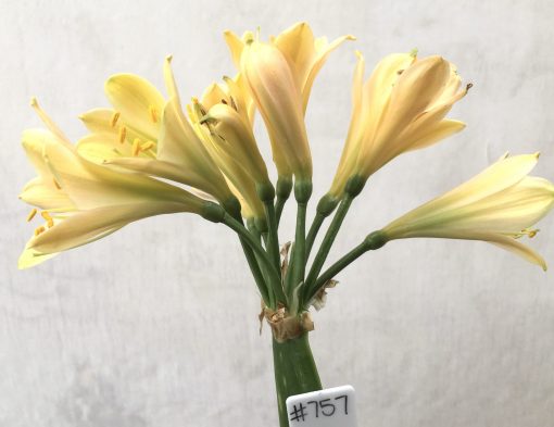 SH757 Peachy cream Clivia miniata with mid green throat