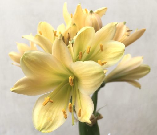 SH757 Peachy cream Clivia miniata with mid green throat - Image 2