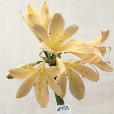 SH758 Light peachy pink Clivia miniata