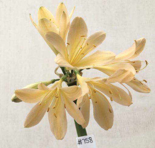 SH758 Light peachy pink Clivia miniata