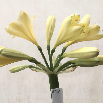 SH759 Mid peach Clivia miniata with pink tones