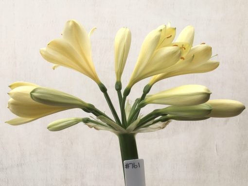 SH759 Mid peach Clivia miniata with pink tones