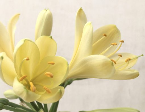 SH759 Mid peach Clivia miniata with pink tones - Image 2