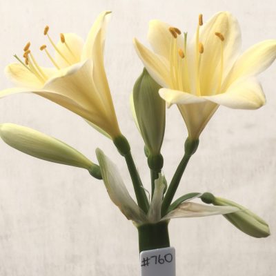 SH760 Yellow/cream Clivia miniata