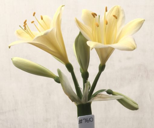 SH760 Yellow/cream Clivia miniata