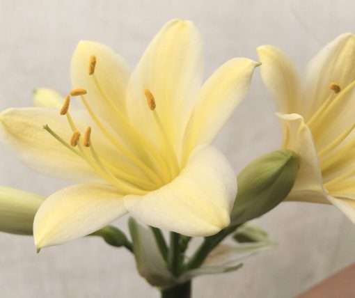 SH760 Yellow/cream Clivia miniata - Image 2