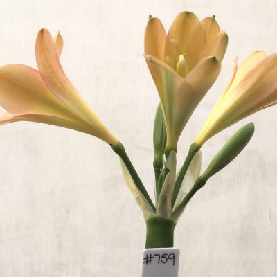 SH761 Light buttercup yellow Clivia miniata