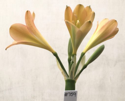 SH761 Light buttercup yellow Clivia miniata