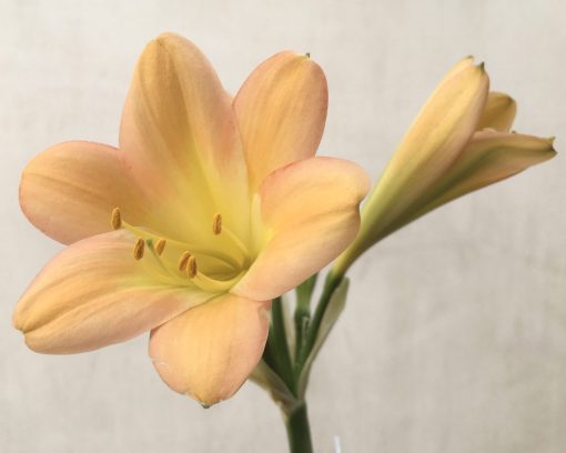SH761 Light buttercup yellow Clivia miniata - Image 2