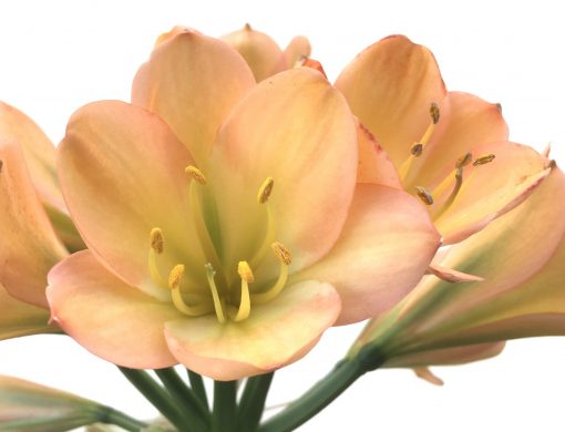 SH762 Mid to dark peach Clivia miniata with strong pink tones and slight green throat - Image 2