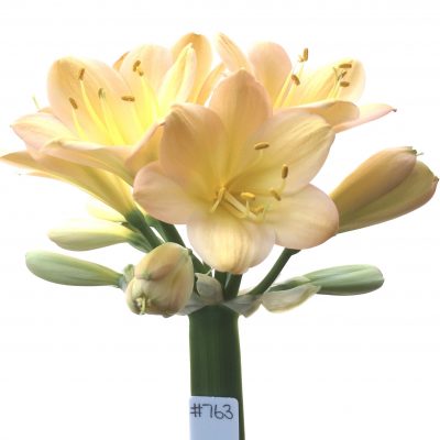 SH763 Light to mid peachy pink Clivia miniata with broad overlapping sepals