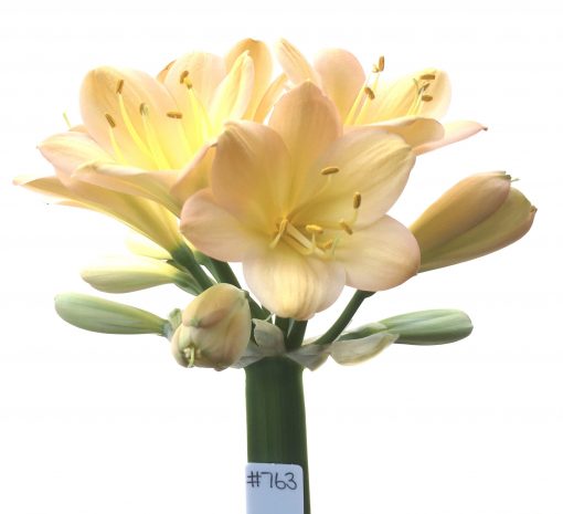 SH763 Light to mid peachy pink Clivia miniata with broad overlapping sepals
