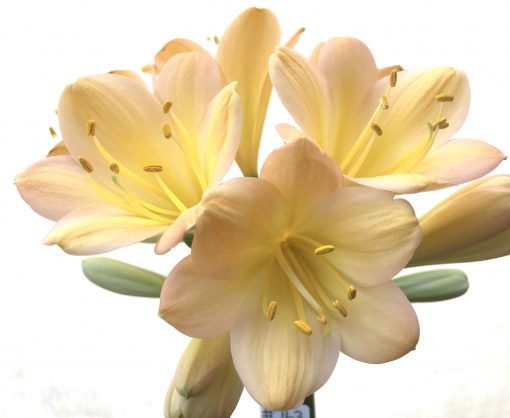 SH763 Light to mid peachy pink Clivia miniata with broad overlapping sepals - Image 2