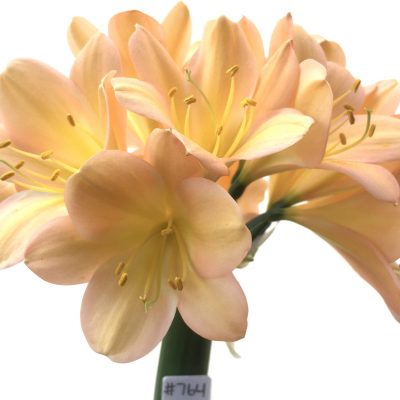 SH764 Light to mid peachy pink Clivia miniata