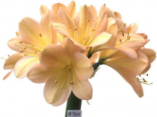SH764 Light to mid peachy pink Clivia miniata