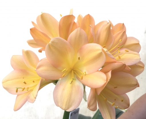 SH764 Light to mid peachy pink Clivia miniata - Image 2