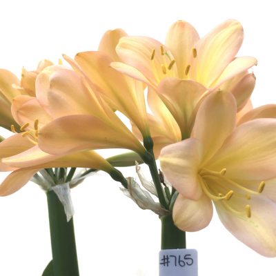 SH765 Mid peachy pink Clivia miniata