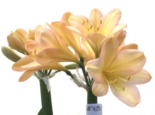 SH765 Mid peachy pink Clivia miniata
