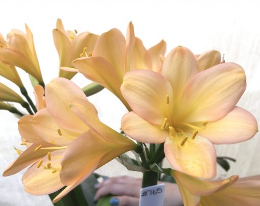 SH765 Mid peachy pink Clivia miniata - Image 2