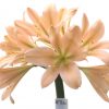 SH766 Strongly pinky peach Clivia miniata with light green throat and slight recurve