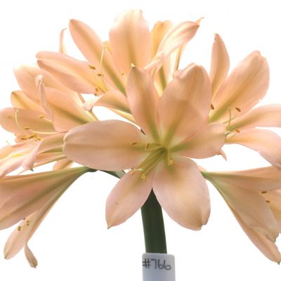 SH766 Strongly pinky peach Clivia miniata with light green throat and slight recurve