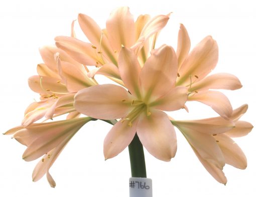 SH766 Strongly pinky peach Clivia miniata with light green throat and slight recurve