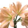 SH766 Strongly pinky peach Clivia miniata with light green throat and slight recurve - Image 2