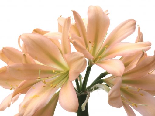 SH766 Strongly pinky peach Clivia miniata with light green throat and slight recurve - Image 2