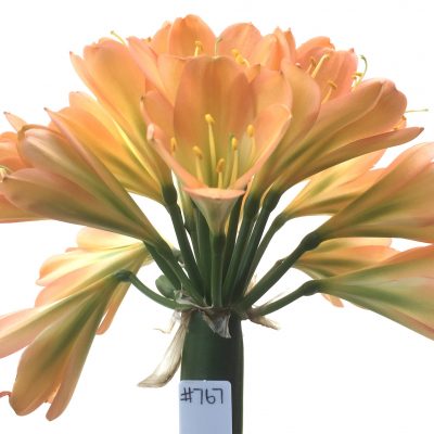 SH767 Dark pink Clivia miniata with slight peach tones and light green throat