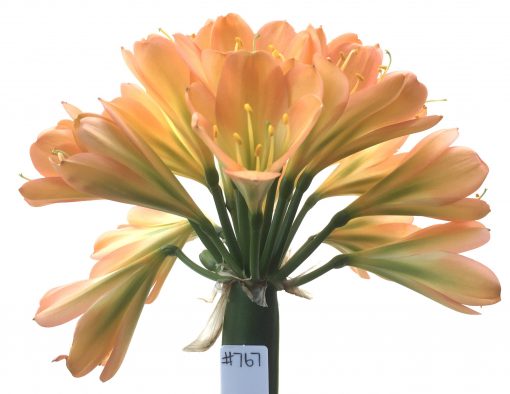 SH767 Dark pink Clivia miniata with slight peach tones and light green throat