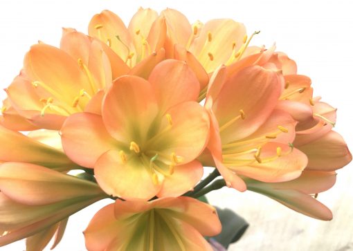 SH767 Dark pink Clivia miniata with slight peach tones and light green throat - Image 2