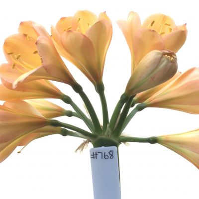 SH768 Mid to dark pinky peach Clivia miniata with tulip shaped overlapping broad petals