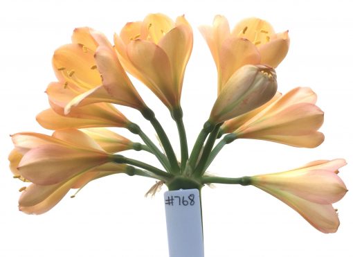 SH768 Mid to dark pinky peach Clivia miniata with tulip shaped overlapping broad petals