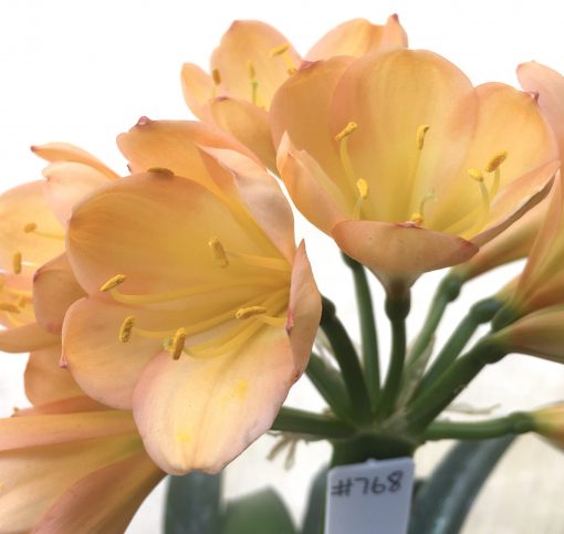 SH768 Mid to dark pinky peach Clivia miniata with tulip shaped overlapping broad petals - Image 2