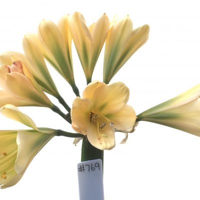 SH769 Light peach Clivia miniata with green throat and strong chloroplasts