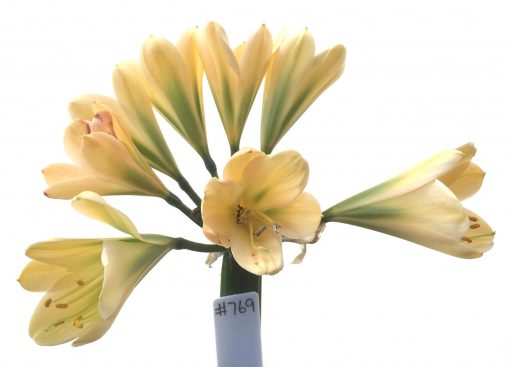 SH769 Light peach Clivia miniata with green throat and strong chloroplasts