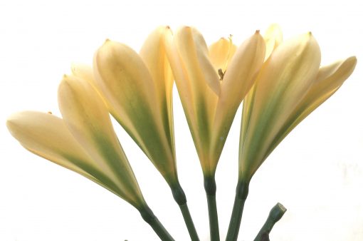SH769 Light peach Clivia miniata with green throat and strong chloroplasts - Image 2
